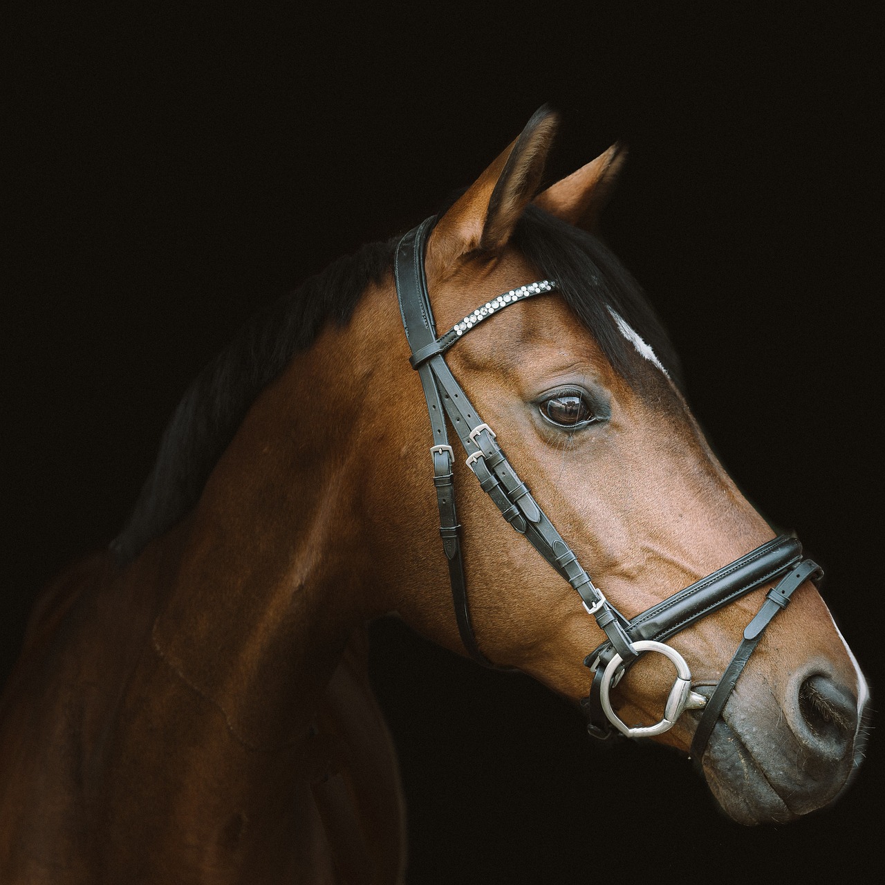 Closeup of the Head of a Brown and Black Horse against a black background