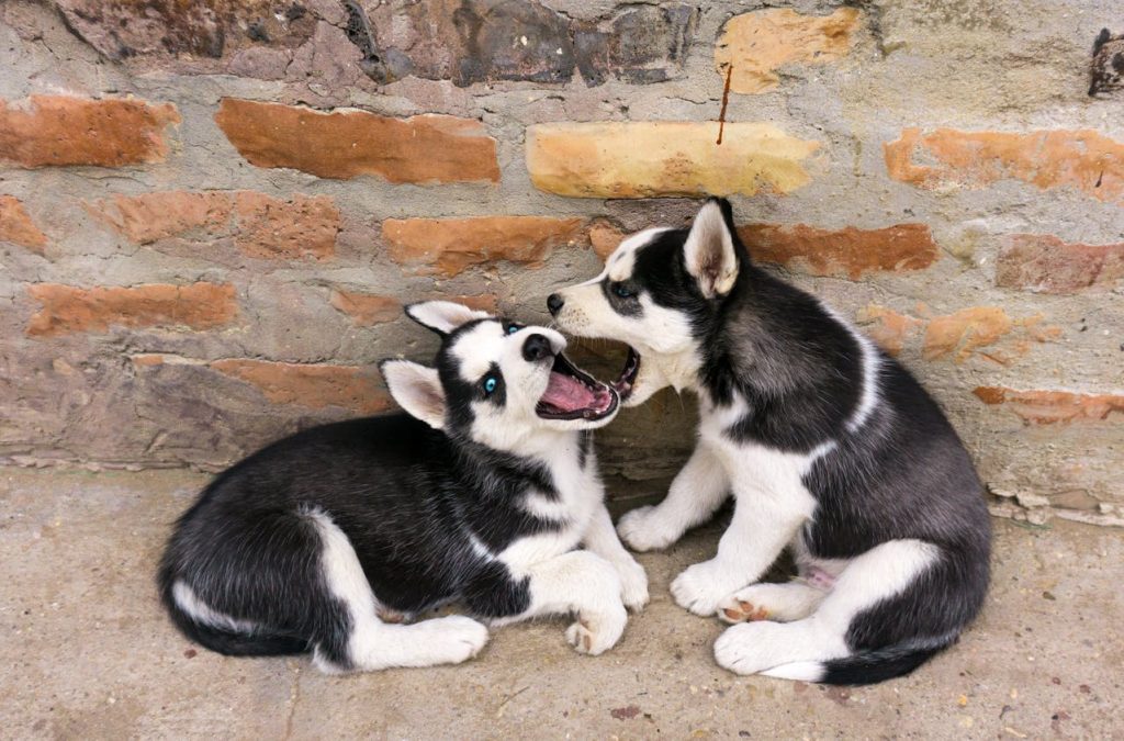 Two Siberian Husky pups playing on the ground against a stone wall