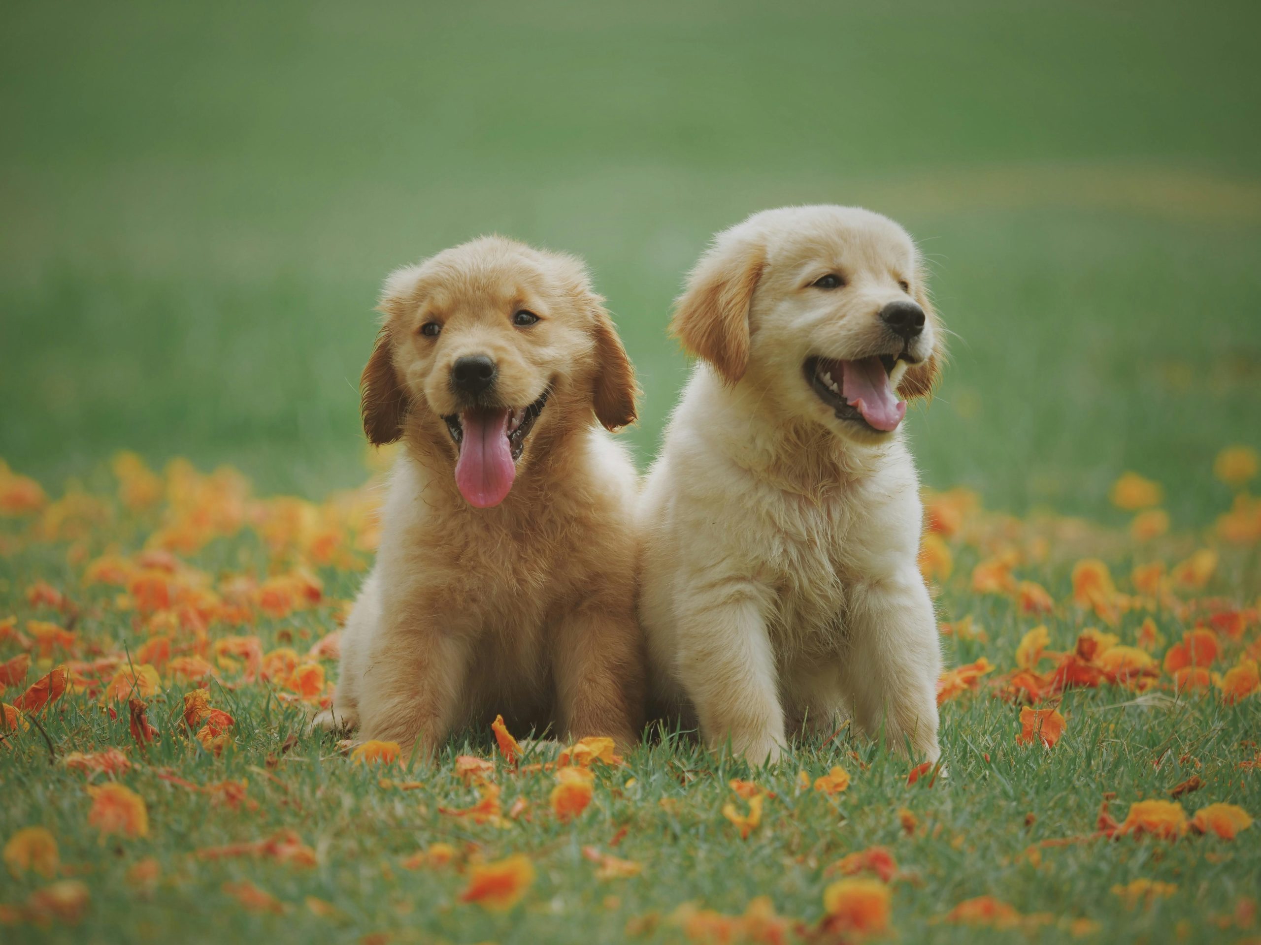 Two Yellow Labrador Retriever Puppies sitting in the grass