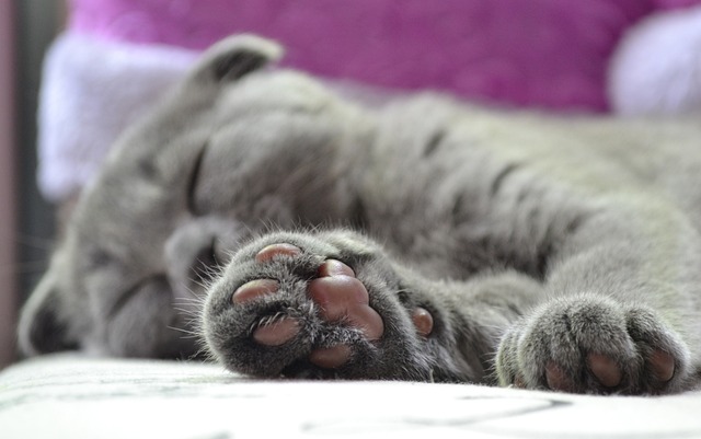 A Cat's Paws Showing the Digital, Metacarpal, and Carpal Pads