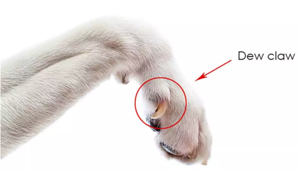A Close-up of a Dog's Dew Claw 