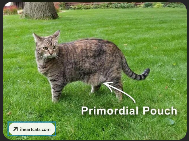 A large gray cat standing on the grass with the identified primordial pouch