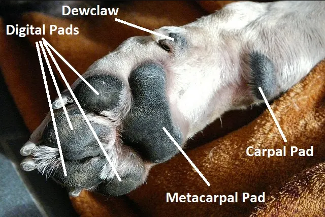 Diagram of a Dog's Paw
