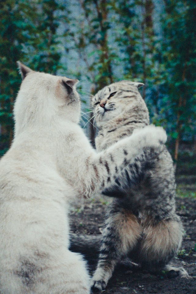 Two adult cats fighting