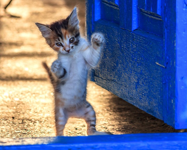 Small kitten standing on his rear legs