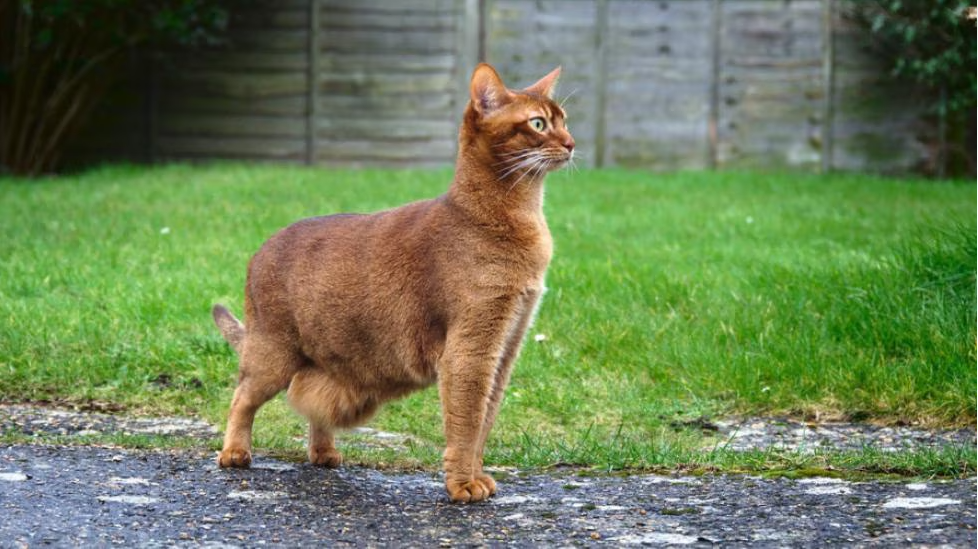 Tabby Cat with a large hanging primordial pouch