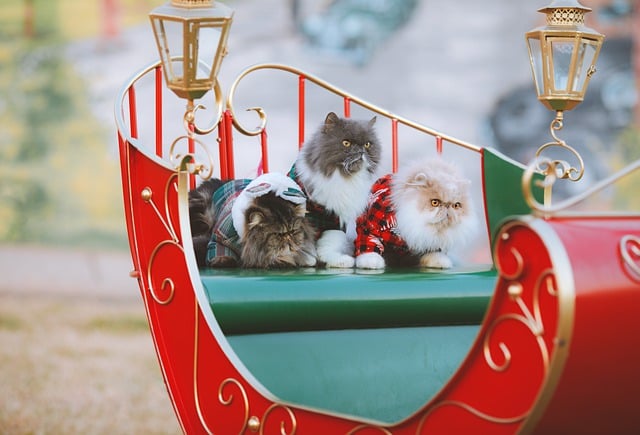 Three cats in a red Christmas Sleigh in Holiday Costumes