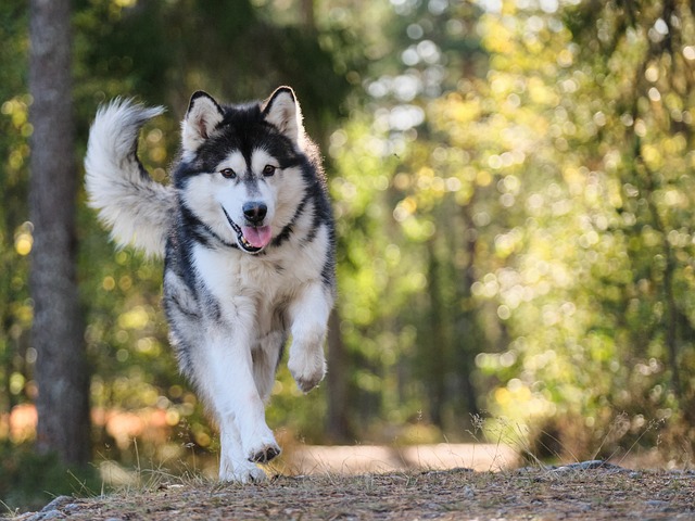 Large husky running through the woods