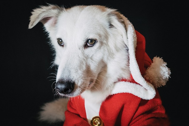 Large white dog dressed up as Santa