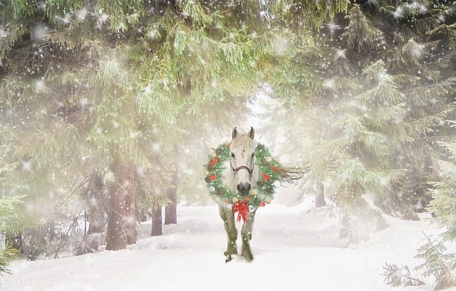 Large white horse walking in the snow in the woods wearing a holiday wreath