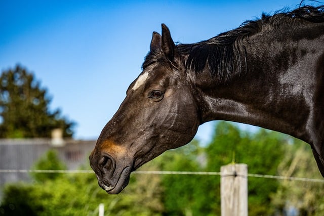 A large black horse with a beautiful, shiny coat
