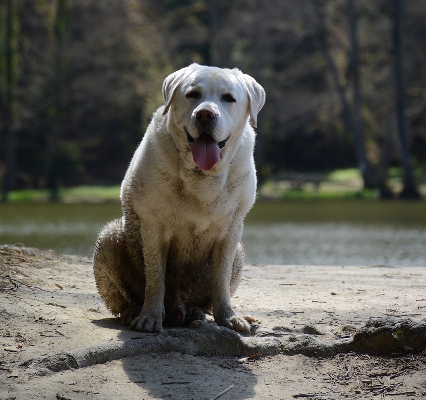 A large, dirty white dog sitting outside