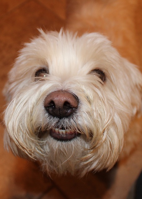 Smiling Bichon