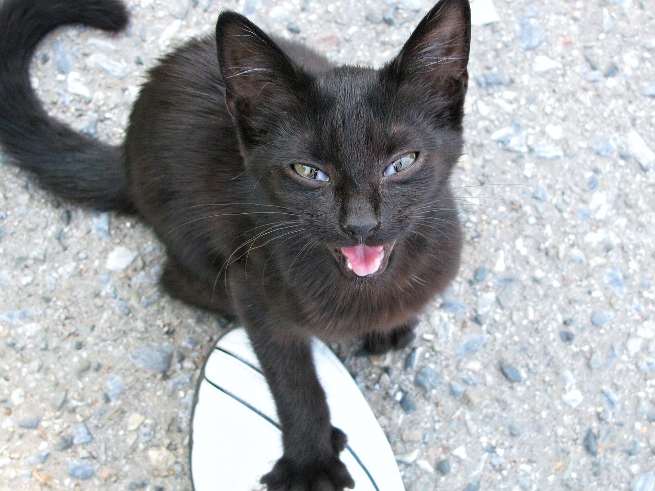Black Kitten Looking Up and Meowing at Camera