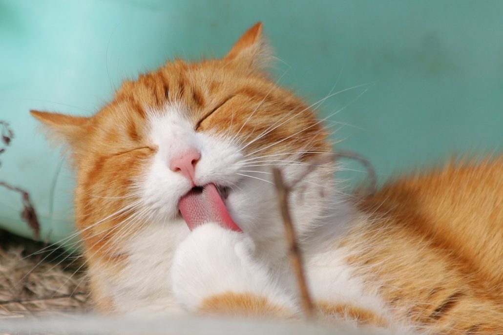 Orange tabby cat licking a paw