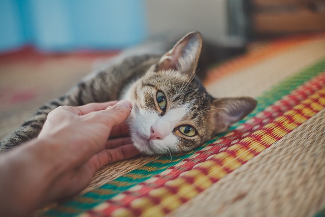 Calico cat laying down and getting pets from a person