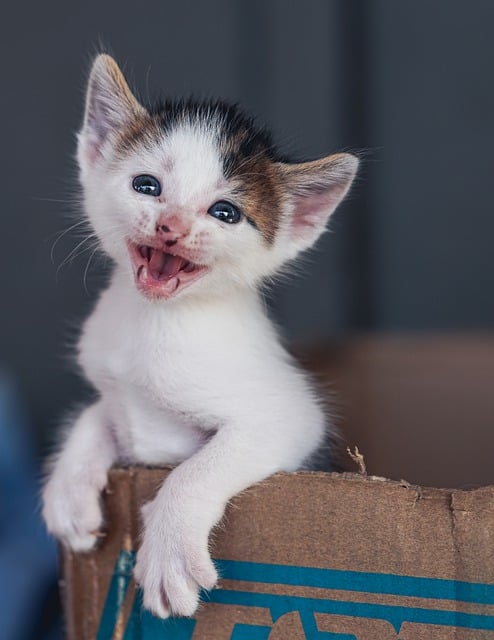 Little black and white kitten meowing at camera