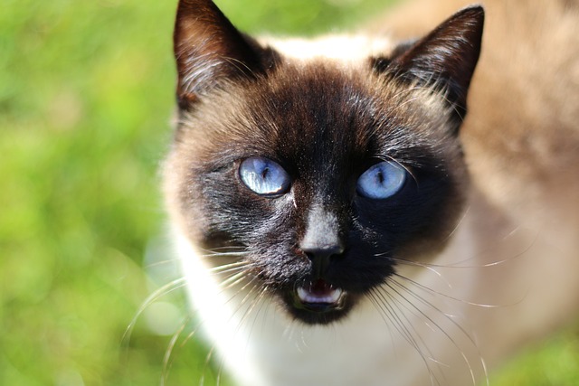 A Siamese cat meowing at the camera